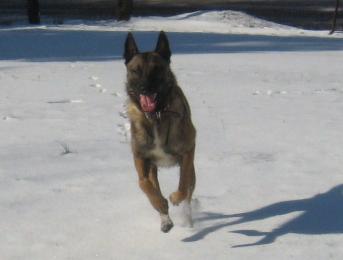 Belgian Malinois puppies