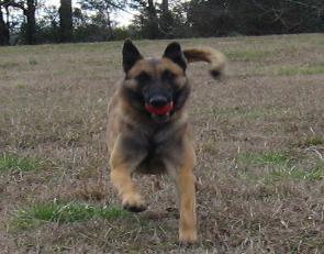 Belgian malinois puppies
