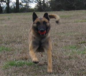 Belgian Malinois puppies for sale