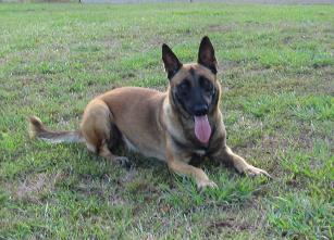 Belgian Malinois puppies