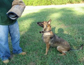 Malinois puppies for sale