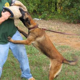 Belgian Malinois puppies for sale